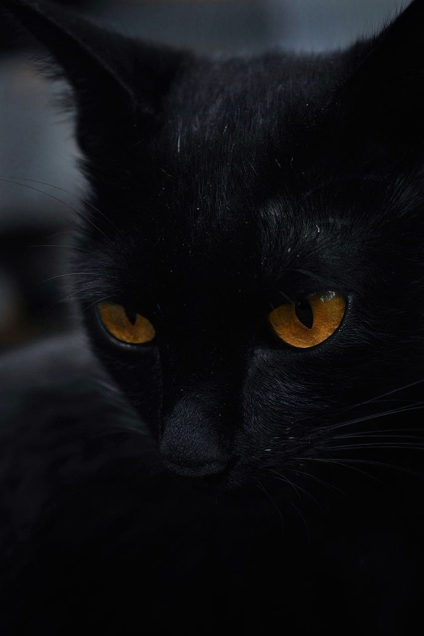 Gato Negro, Hermosos Gatos Negros fondo de pantalla del teléfono