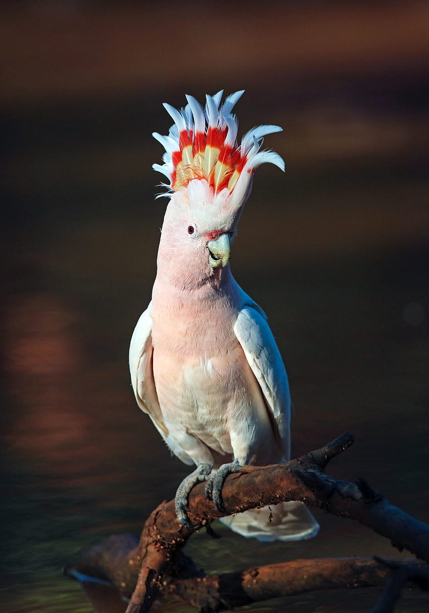 Animals, Parrots, Pink, Bird, Cockatoo HD phone wallpaper