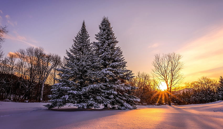 Pines at dawn, winter, pines, snow, sunset HD wallpaper