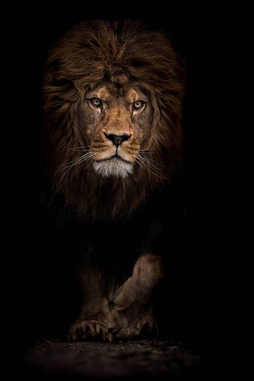 Löwe aslan HD-Handy-Hintergrundbild