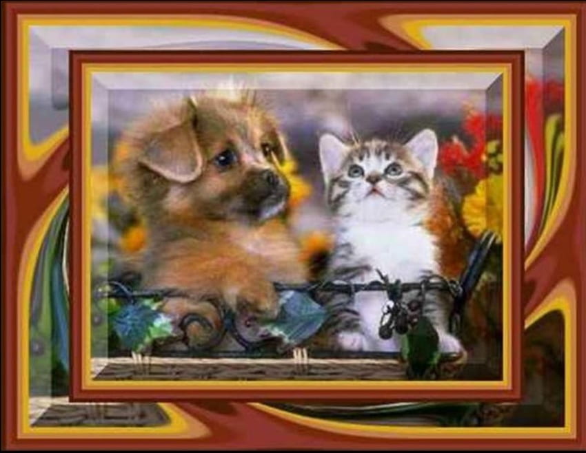 Cute Couple, dog, kitten, puppy, cat, frame HD wallpaper