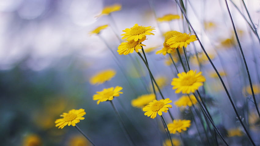 Lovely daisies, asters, pretty, yellow, nature, flowers, daisies HD wallpaper