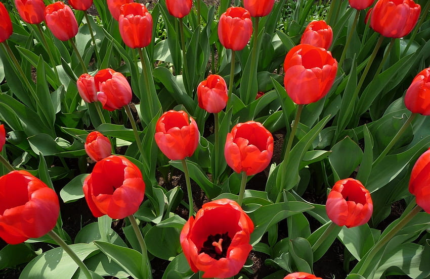 Flowers, Tulips, Flower Bed, Flowerbed, Spring HD wallpaper