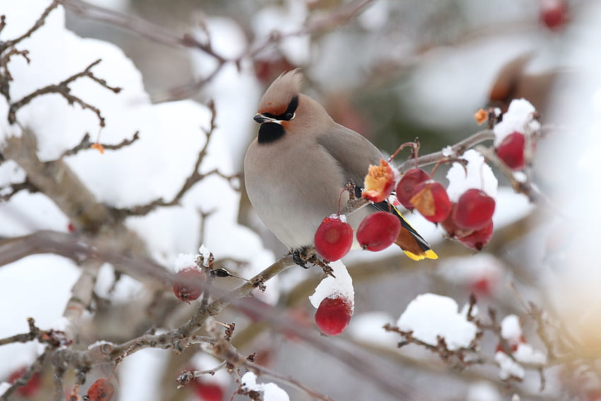 Gray bird on cherry branch, Bohemian Winter HD wallpaper