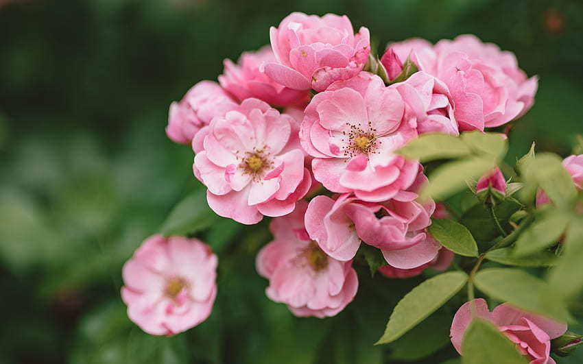 Mawar Liar, tanaman, merah muda, bunga Wallpaper HD