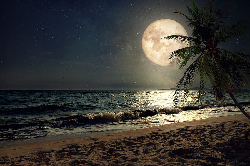Beach, sand, night's moon, palm tree, nature HD wallpaper