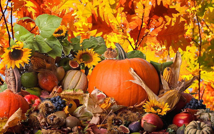 Thanksgiving Full and Background, Thanksgiving Gourd HD wallpaper