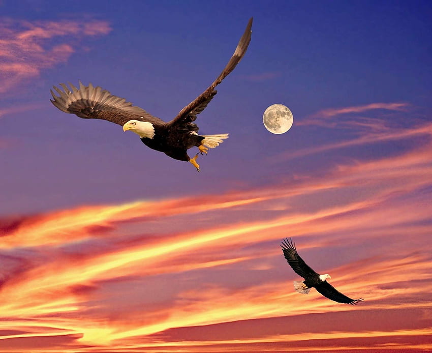 guias, ave, ave de rapina, uccello, nuvole, aquile, lua, luna, natura, cielo, tramonto Sfondo HD