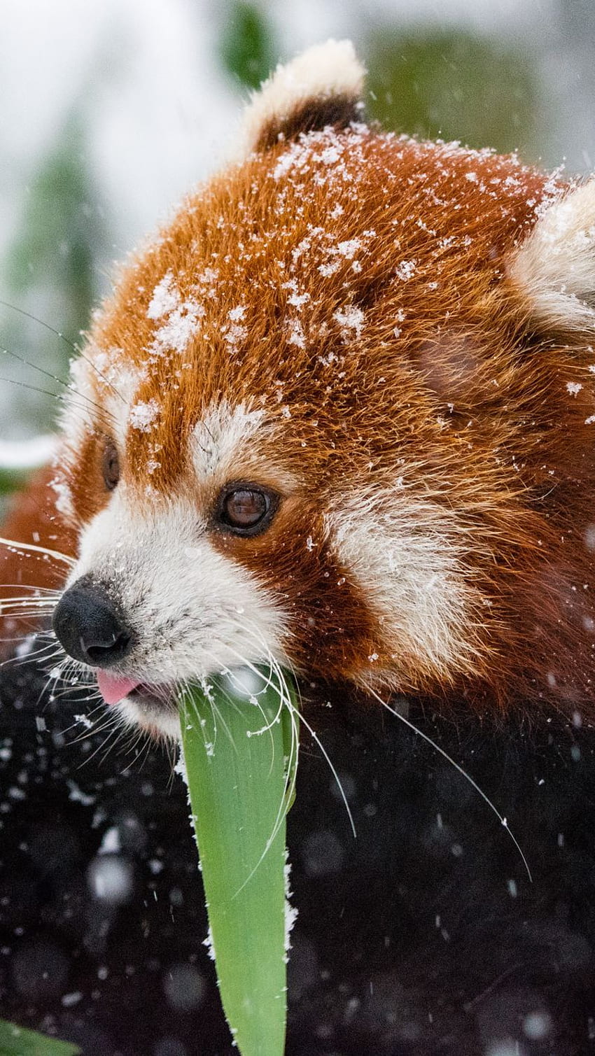 Panda, Red Panda, Snow, Walk Iphone Se 5s 5c 5 For Parallax Background, Red Panda Cute HD phone wallpaper