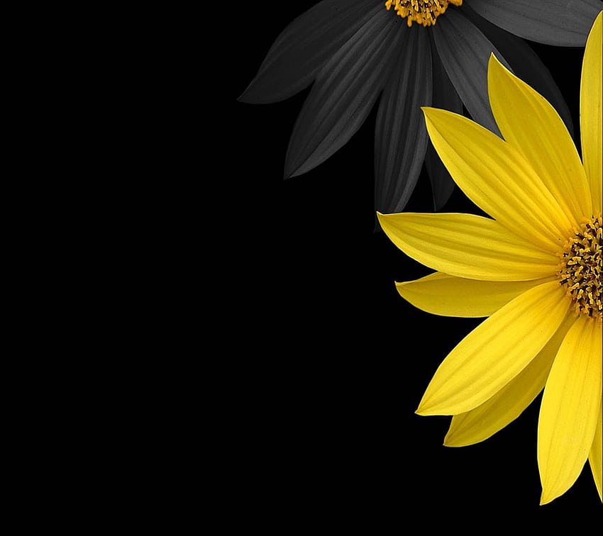 illustration, flowers, yellow, flower, plant, flora, petal, computer , black and white, land plant, flowering plant, daisy family. Mocah HD wallpaper