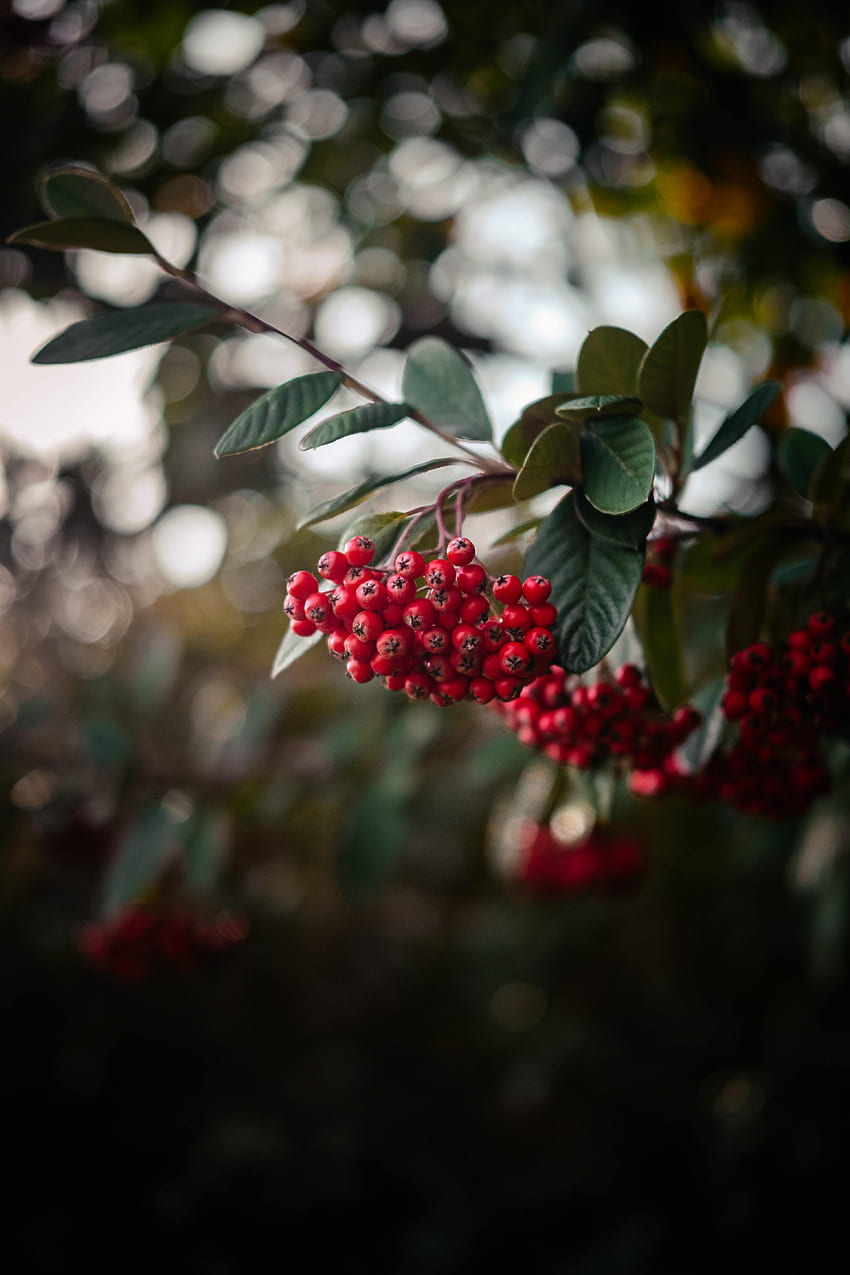 Berries, Plant, Macro, Branch, Bunch, Rowan HD phone wallpaper