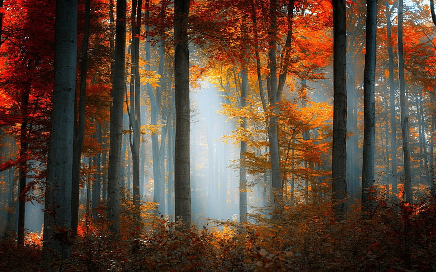 Colored tree - autumn, mist, Colored, autumn, forest, tree HD wallpaper ...