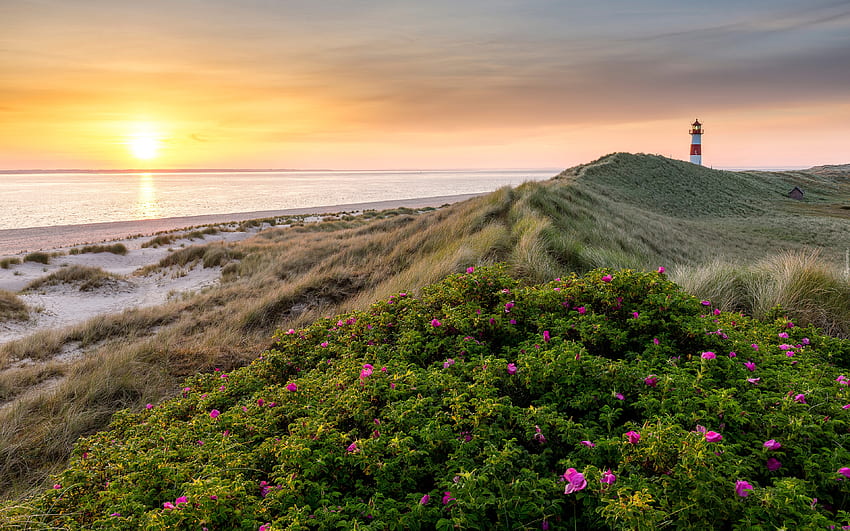 Lighthouse in Germany, island, sea, wild roses, lighthouse, Germany, sunset HD wallpaper