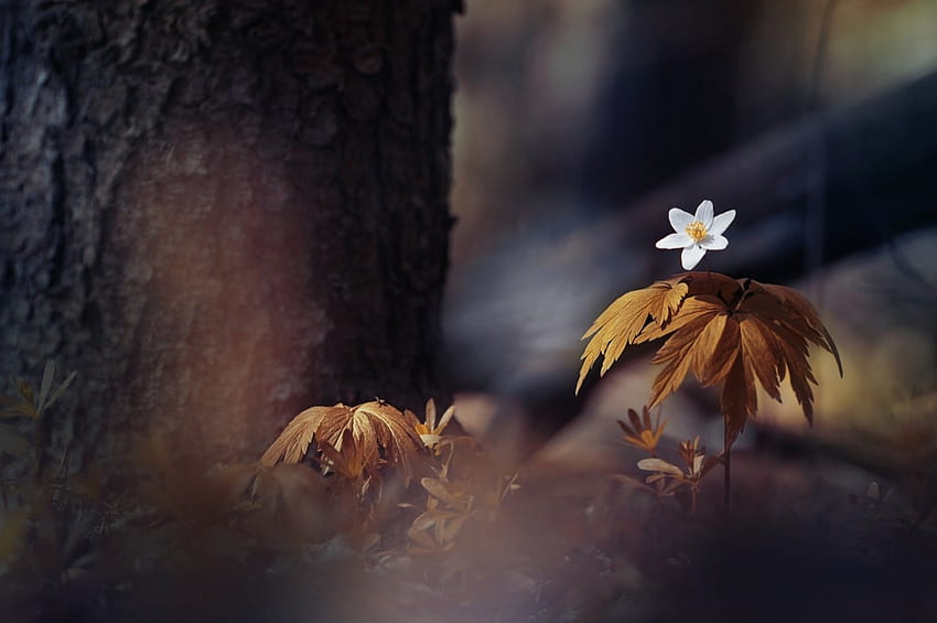 Wilde Blume, Natur, Wild, Wald, Blume HD-Hintergrundbild