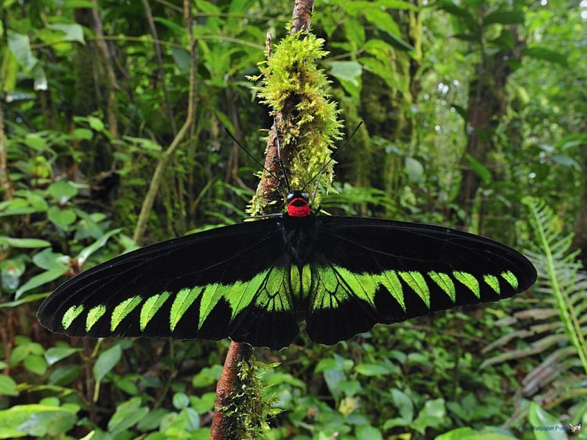 Birdwing mariposa, alas, delicado, hermoso, grande fondo de pantalla