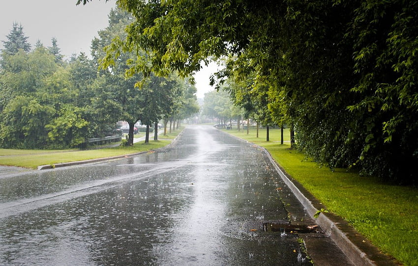 ciudad, camino, árboles, día lluvioso para, sección разное -, Rainy City Street fondo de pantalla