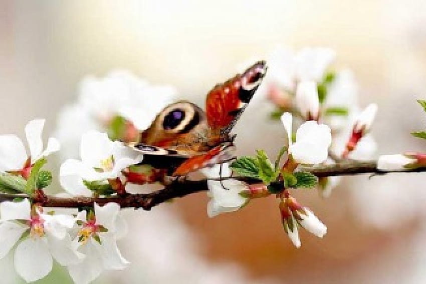 Butterfly, apple blossoms, beautiful, animals HD wallpaper
