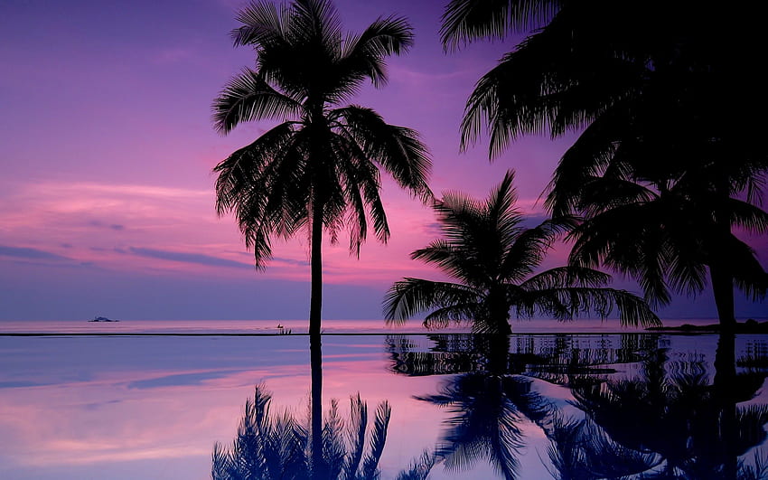Natur, Nacht, Palmen, Silhouetten HD-Hintergrundbild