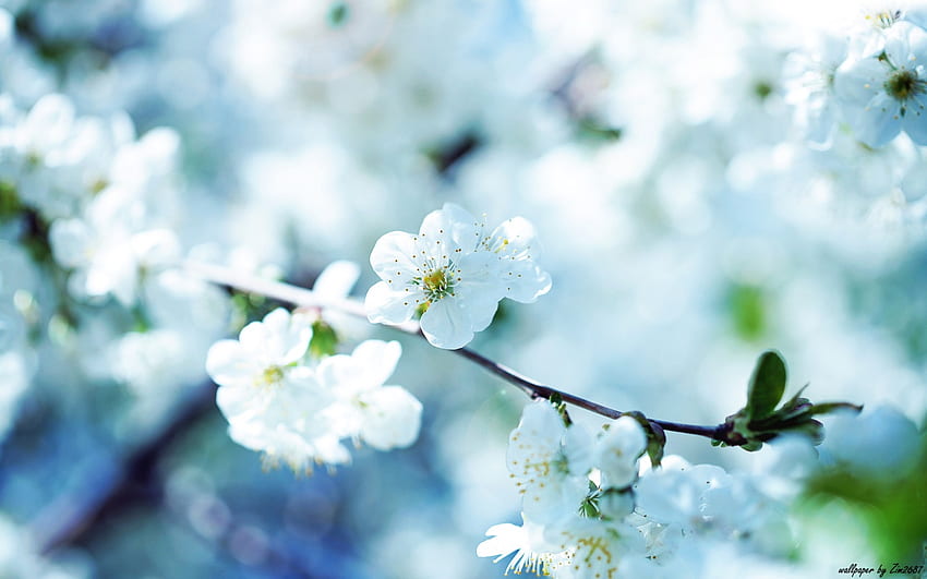 cherry-blossom, cherry, leaf, nature, flowers, blossom HD wallpaper