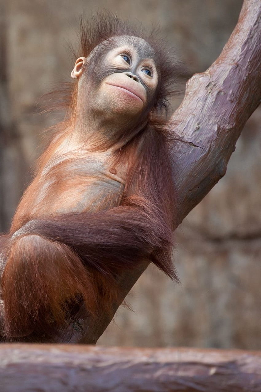 Orangutan, Monkey, Tree Iphone 4s 4, Baby Orangutan HD phone wallpaper