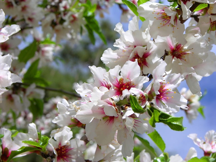 Blossoming Almond Tree, sky, almond, blossom, tree HD wallpaper