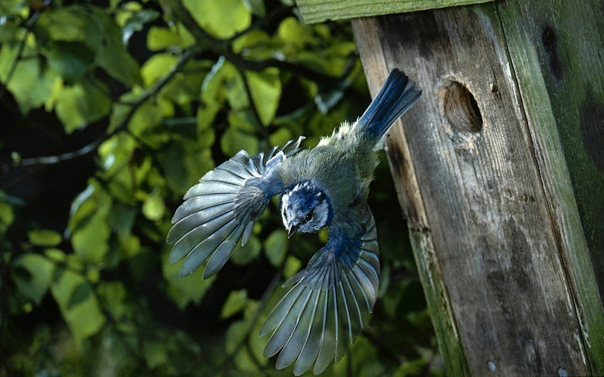 vogel verlässt das nest, fliegen, natur, vogel, nest HD-Hintergrundbild