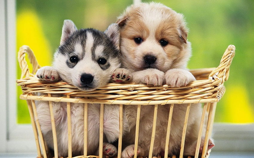 Nette Hunde mit Babys Nette Babyhunde. Animaux, Animaux Natur, Chien, süßer Babywelpe HD-Hintergrundbild