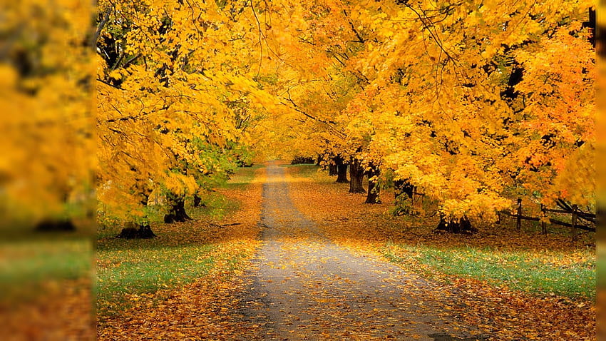 秋の背景。 1920×1080 秋 . ギャラリー。 秋 , 美しい自然, 景色 高画質の壁紙