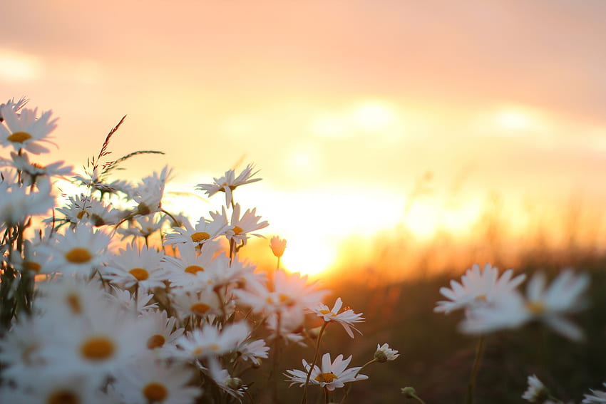 Flowers, Camomile, Blur, Smooth HD wallpaper