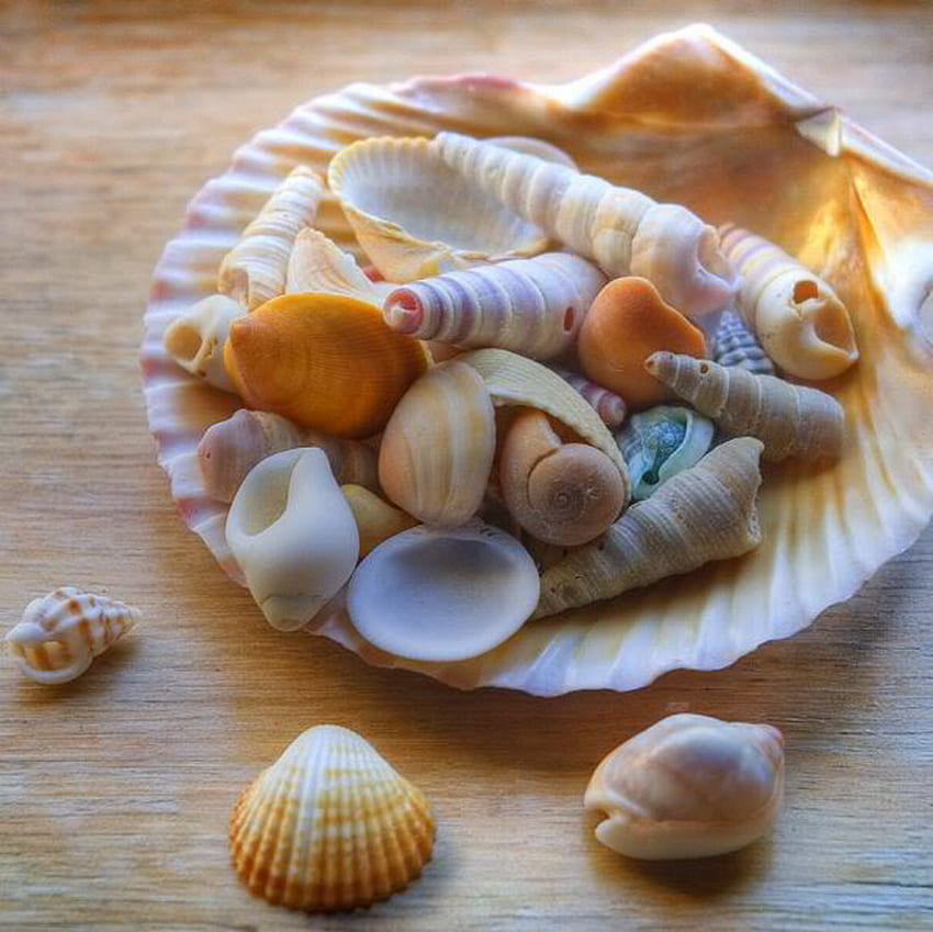 shell, sea, summer, memory HD wallpaper