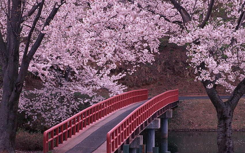 jepang - Jembatani Celah Itu. Bunga sakura, Pohon mekar, Sakura Jepang, Jepang Wallpaper HD