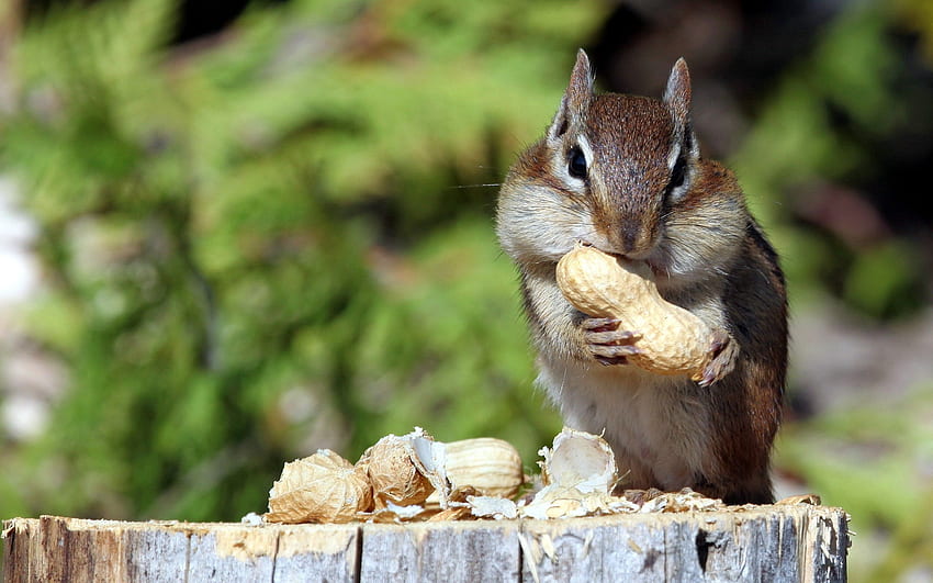 Tiere, Eichhörnchen, Nahrung, Nuss, Bergbau HD-Hintergrundbild