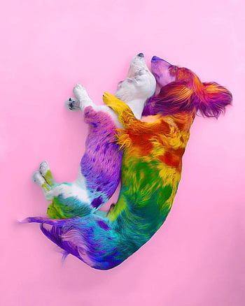 Animals: The Magnificent Rainbow Makeover Edition. Rainbow dog, Baby animals  , Colorful animals, Cute Rainbow Animal HD phone wallpaper | Pxfuel