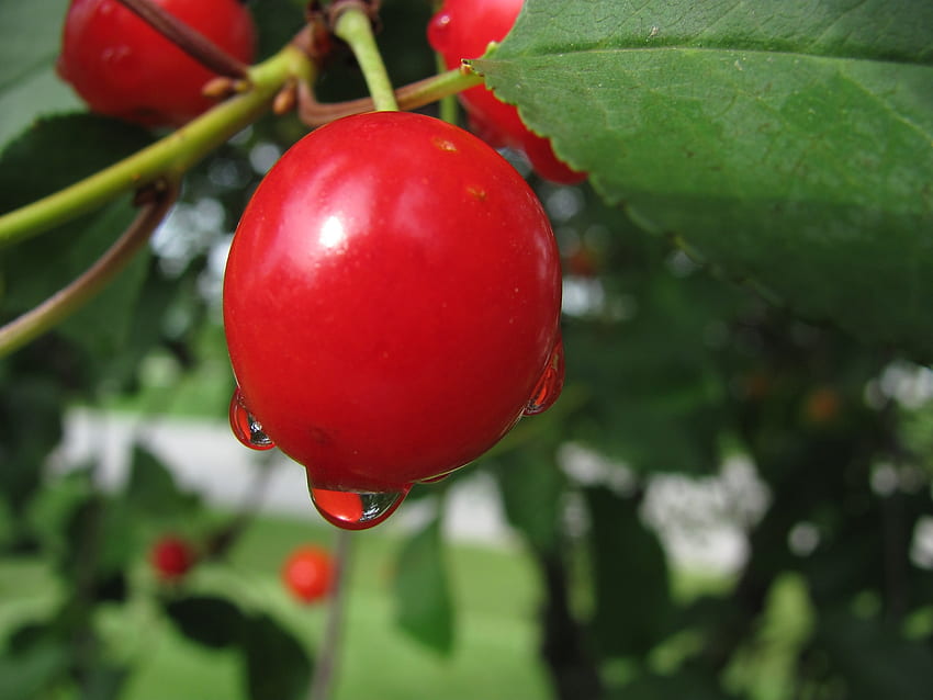 Cherry, Plant, Macro, Branch, Berry, Drop HD wallpaper