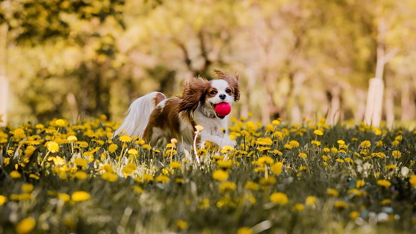 Słodki pies, pies, uroczy, kwiaty, zwierzęta Tapeta HD