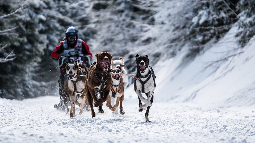 Sports, Races, Snow, Dog HD wallpaper