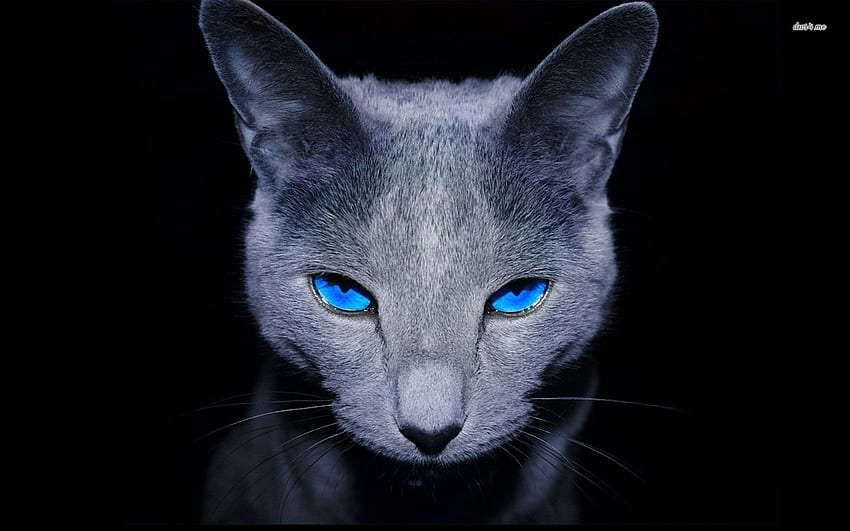 Висококачествена руска синя котка. Пълна HD тапет