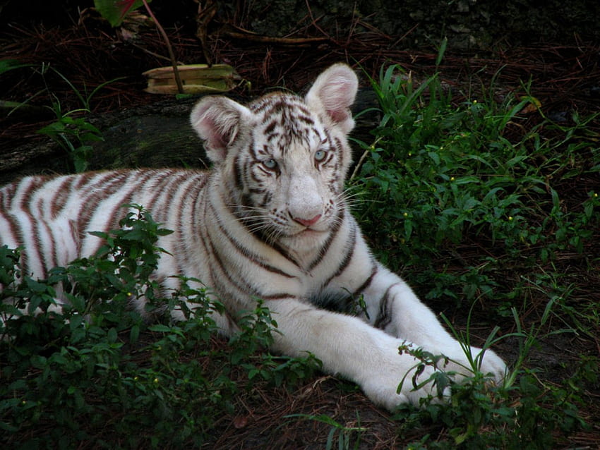 Cachorro de tigre blanco, tigres, animales fondo de pantalla