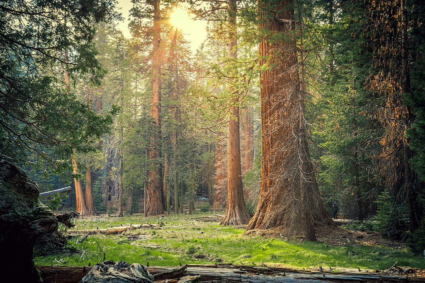 Sequoia-National-Park, Parque, Naturaleza, Sequoia, Nacional fondo de pantalla