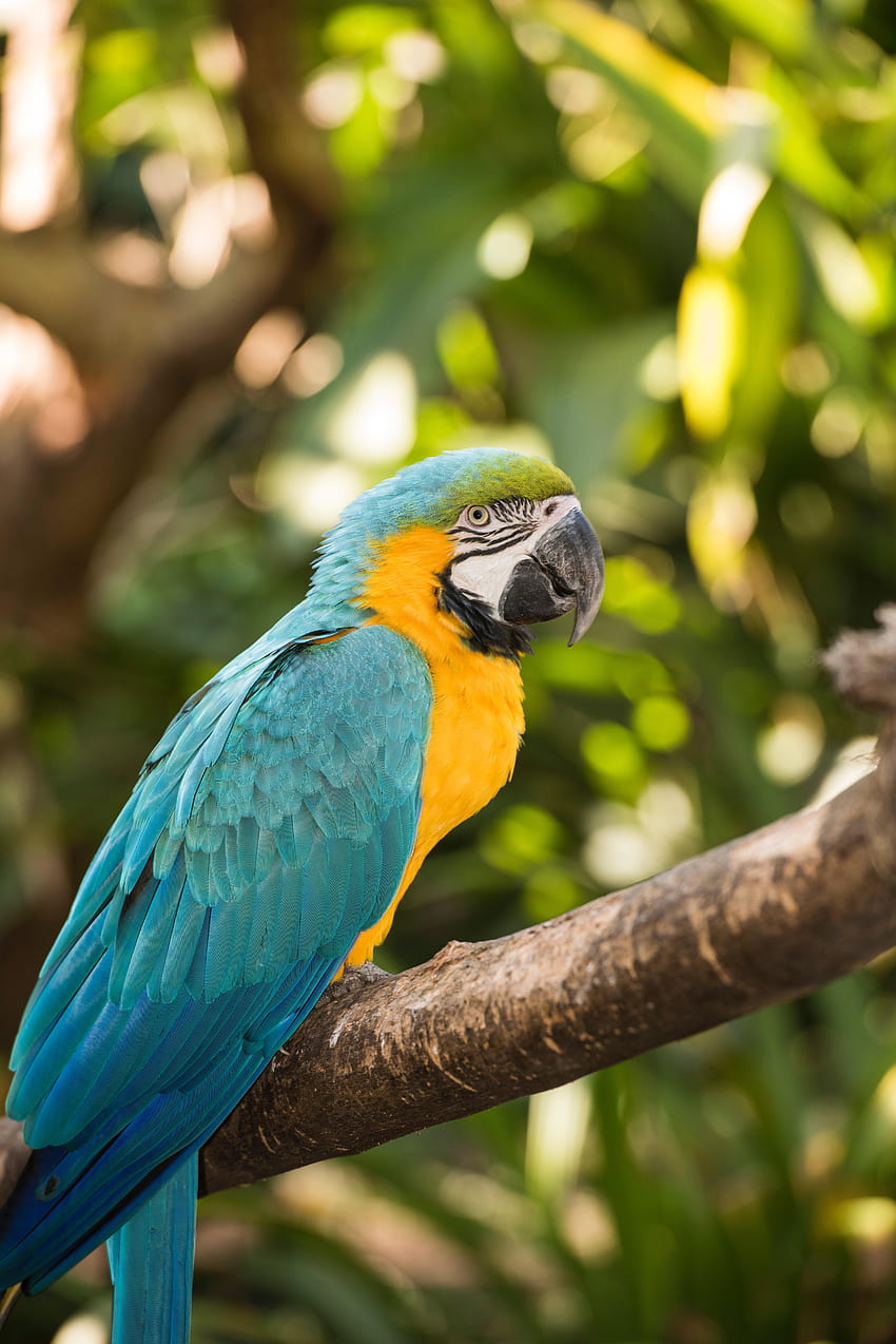 Animals, Parrots, Bird, Multicolored, Motley, Tropical, Macaw HD phone wallpaper