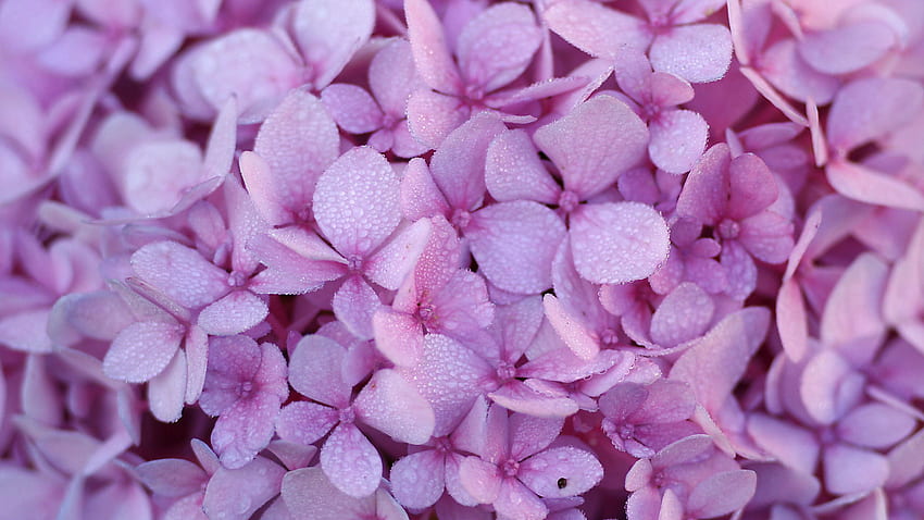 Light Purple Hydrangea Flowers Petals With Water Drops Flowers HD wallpaper