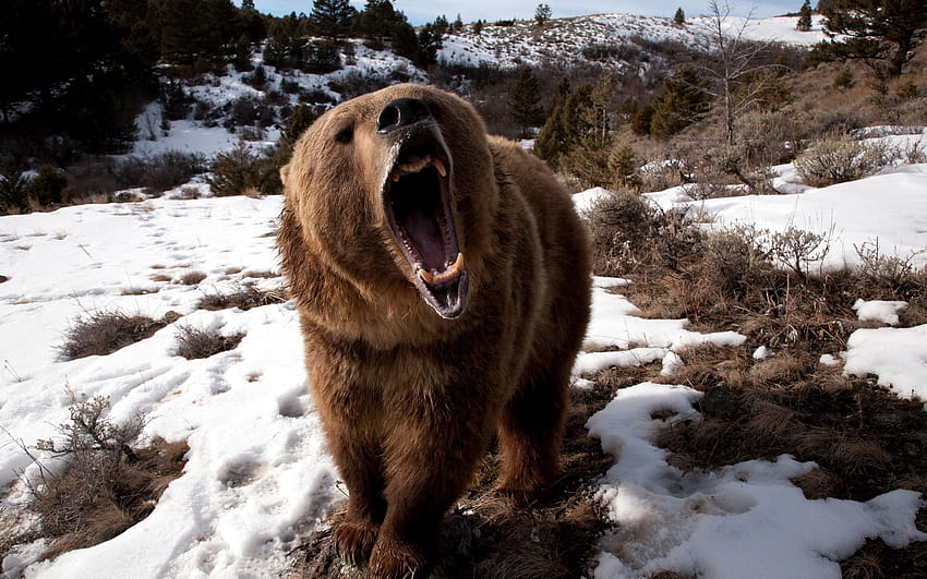 동물, 잔디, 눈, 공격성, 미소, 곰 HD 월페이퍼