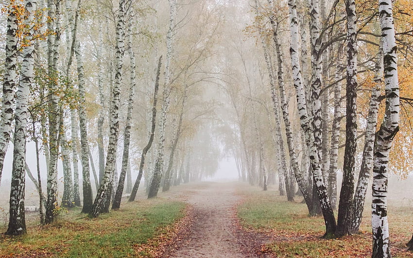 Birch Avenue, path, avenue, mist, autumn, birches, Poland HD wallpaper