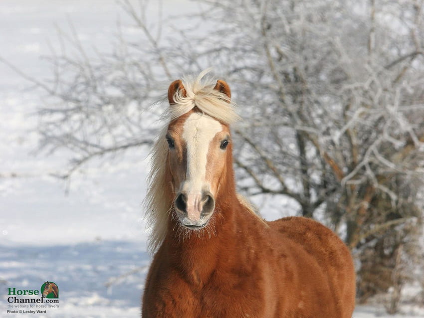 Winter Equine Screensaver and – Horse Illustrated HD wallpaper
