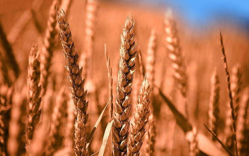 trigo, primer plano, espiguillas, bokeh, verano, trigo maduro, espiguillas de trigo fondo de pantalla