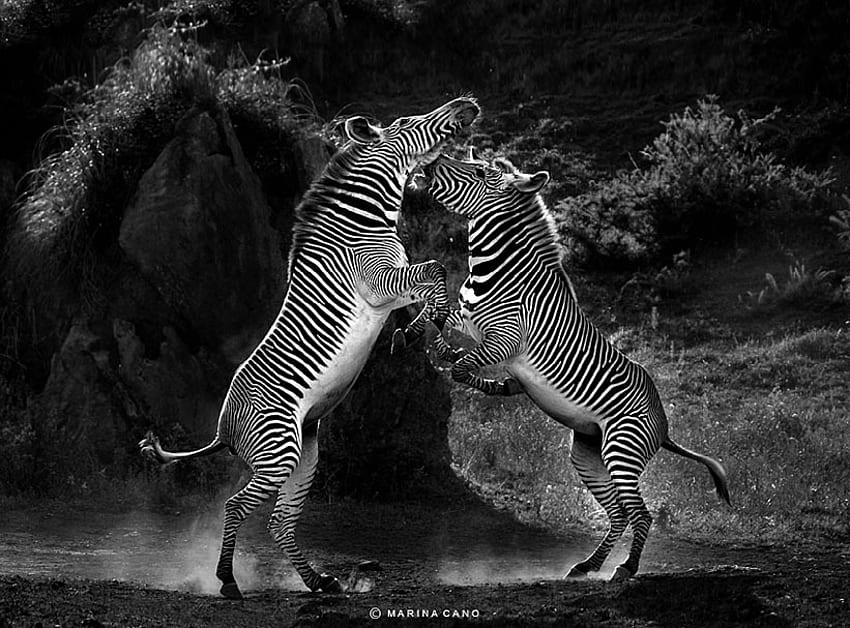 A LUTA, animais, listrado, luta, selvagem, zebras papel de parede HD
