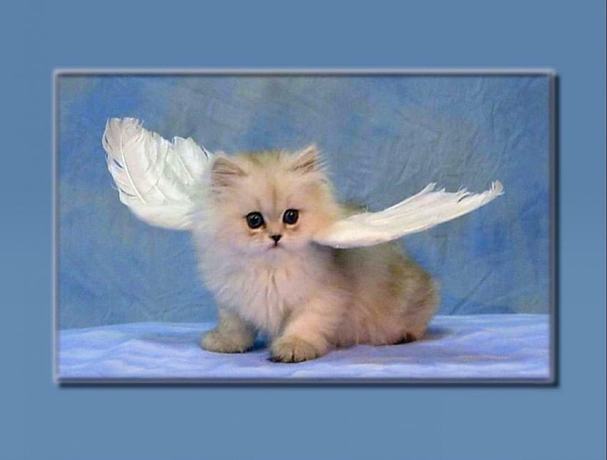 Miss Wings, kitten, love four seasons, wings, animals, cats, cute, adorable, lovely HD wallpaper
