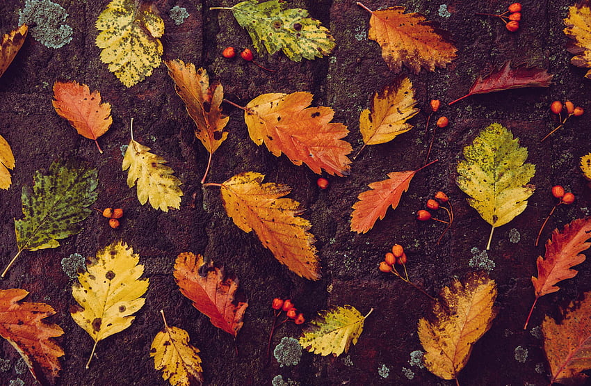 Есен, паднали листа, зеленина HD тапет