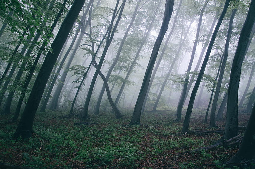 Android için Orman, Eski Büyüme Ormanı HD duvar kağıdı