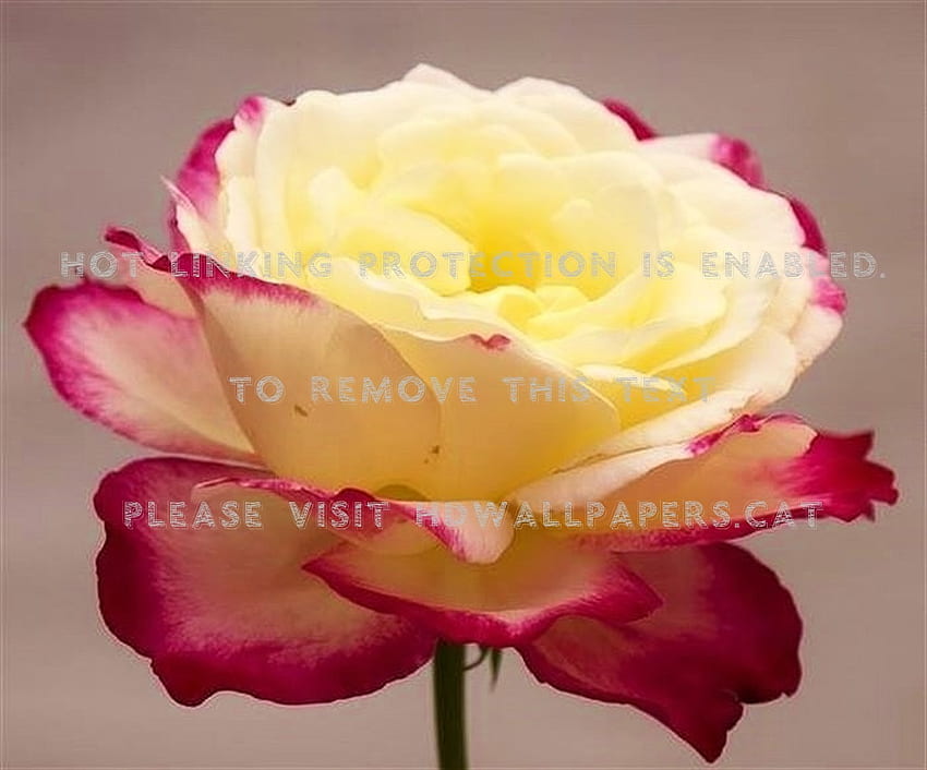 rosa bel fiore bagliore bellezza natura Sfondo HD